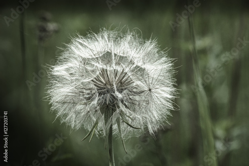 Dandelion