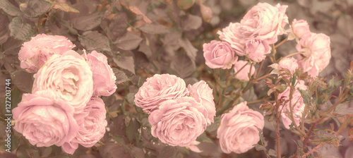 Old english roses with filter effect retro vintage style.Soft focus and blurred.