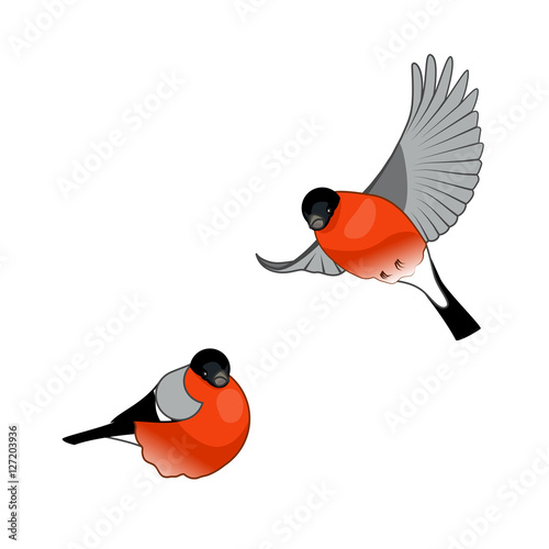 Bullfinch Birds isolated on a white background. Vector illustration