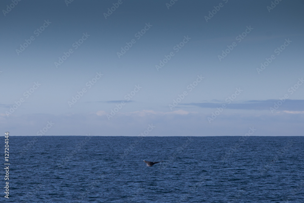 Humpback Whale, Monterey bay, California, USA