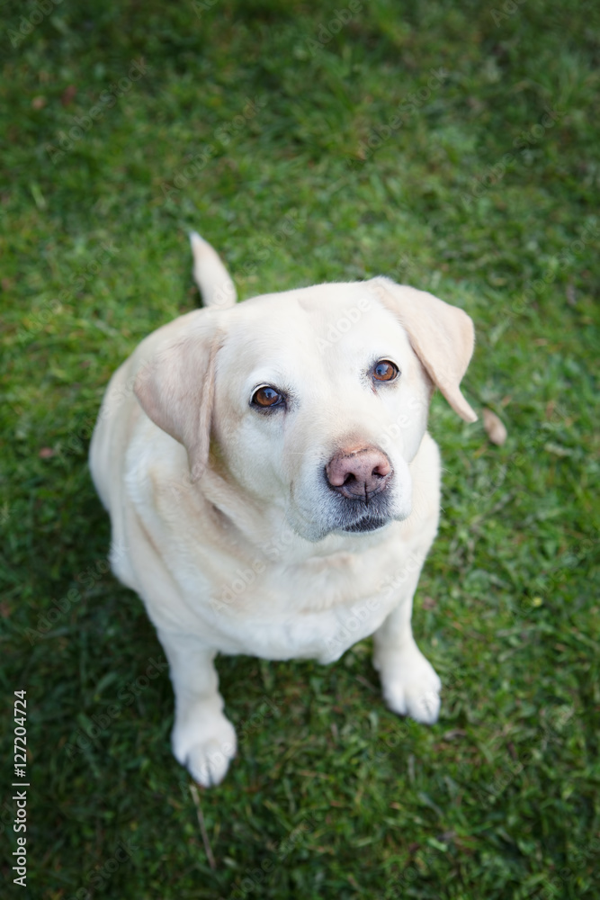 An  experienced  golden Labrador retriever sitting on grass looking at you