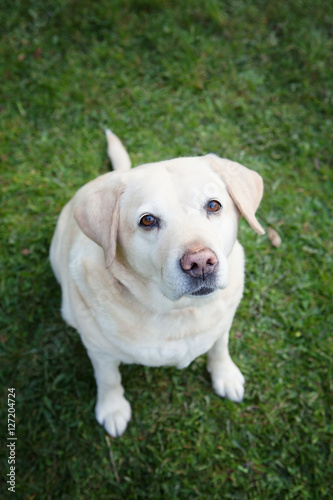 An experienced golden Labrador retriever sitting on grass looking at you
