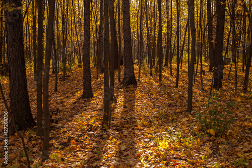 Autumn Sokolniki Park, Moscow, Russia photo