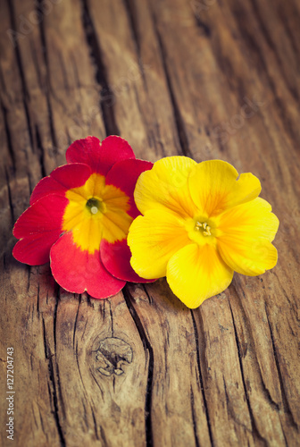 Two flowers of primrose on retro wooden background