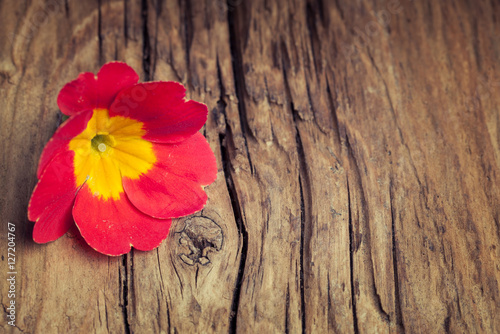 Red flower primrose on retro wooden background