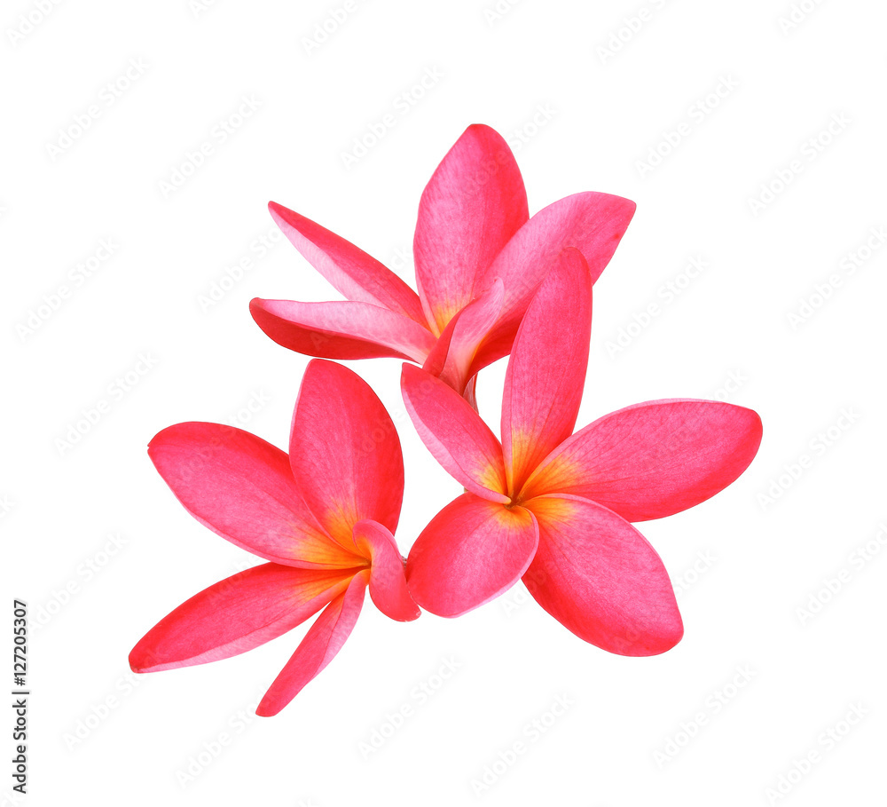 Plumeria on white background