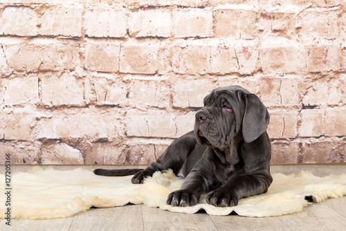 Grey, black and brown puppies breed Neapolitana Mastino. Dog handlers training dogs since childhood. photo