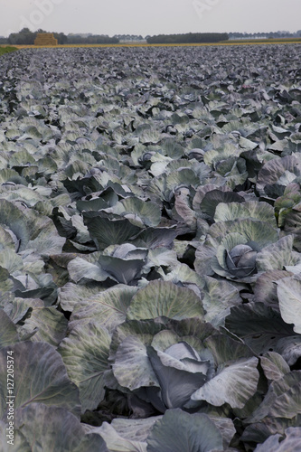 Field of red Cabbage. Netherlands. Horticulture. photo