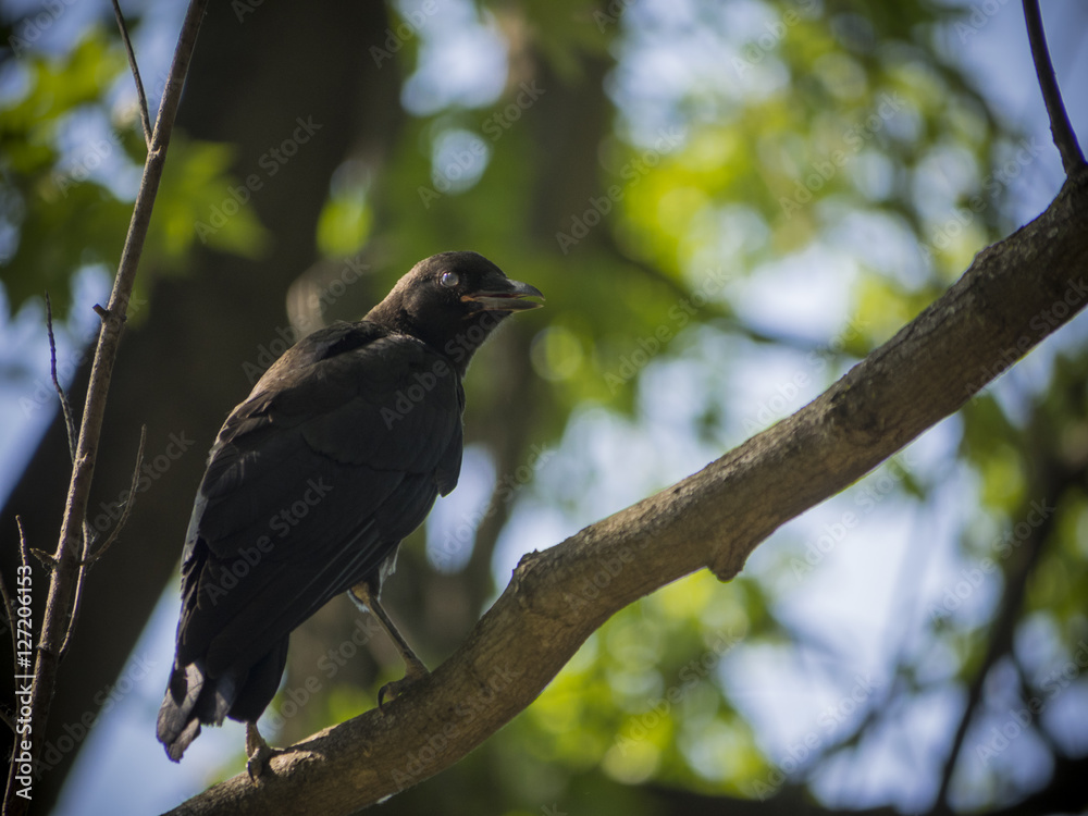 Fototapeta premium Juvenile American Crow