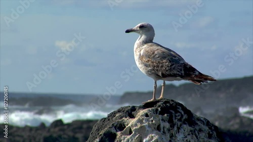 10511 seagull with havy surf blur background
 photo