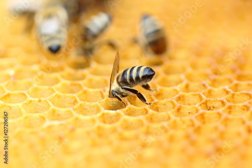 Honeybee in honeycomb 
