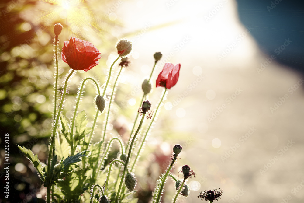 Naklejka premium Wild red poppy with sunlight and blurred background