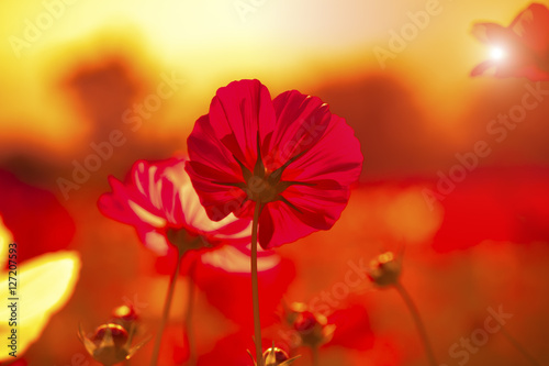 Soft focus and blurred cosmos flowers on sunset style for backgr