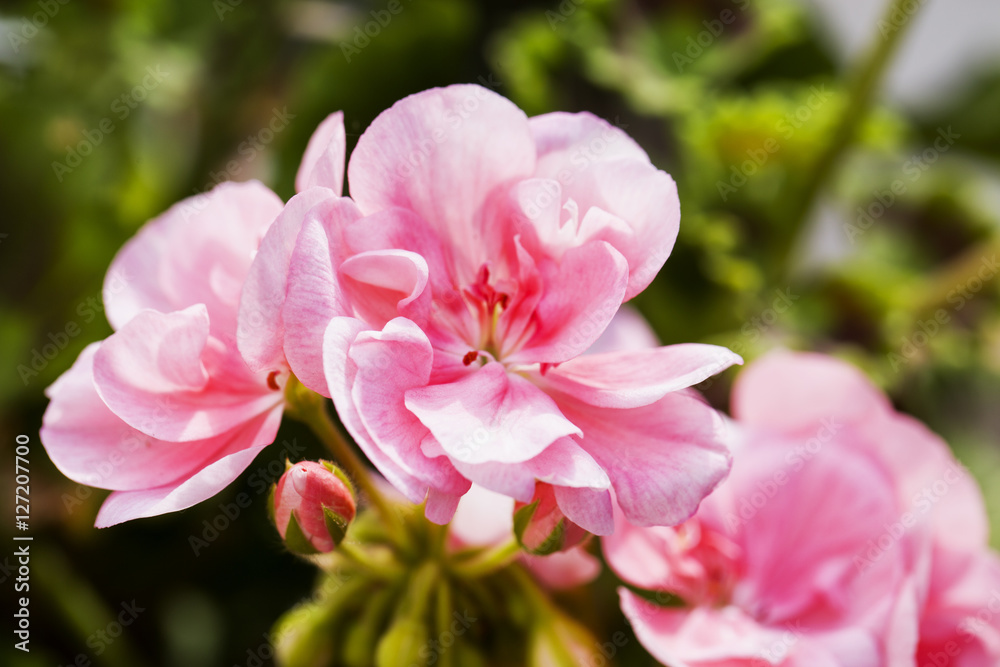 Pink geranium in close up Pink geranium in close up