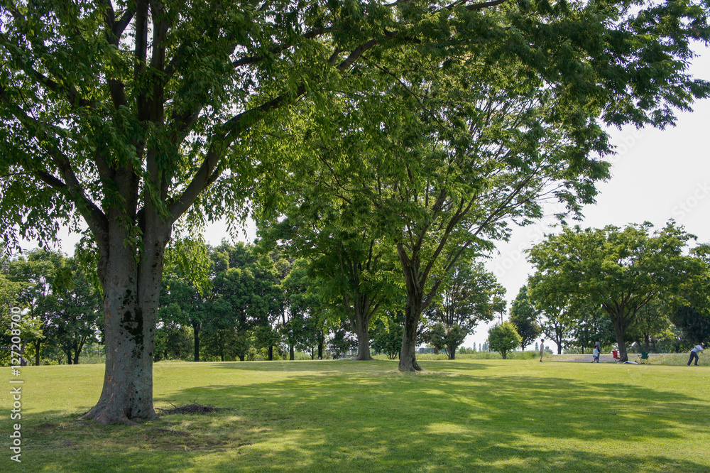 Obraz premium 公園風景木の緑生い茂る景色は美しくみんなを笑顔にする