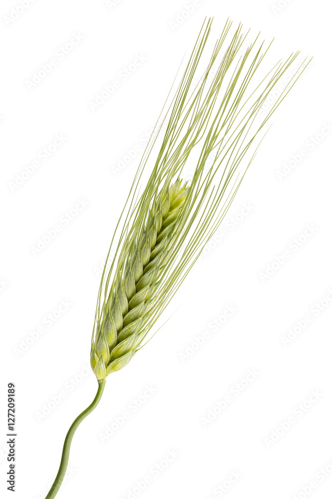 green ears of wheat isolated on white background green ears of wheat isolated on white background