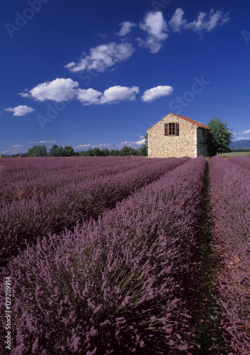 lavender fields provence france