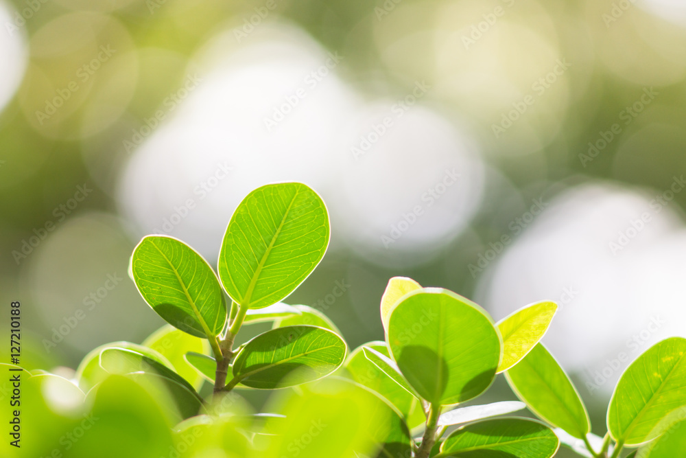 Green nature with copy space use for background Green nature with copy space use for background