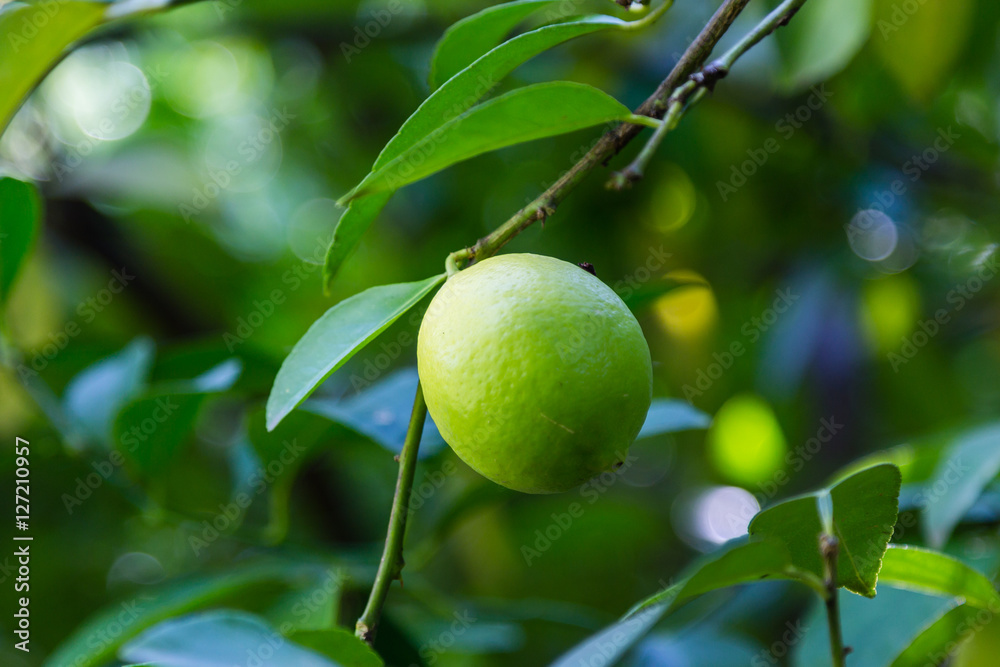 Lime on tree branch