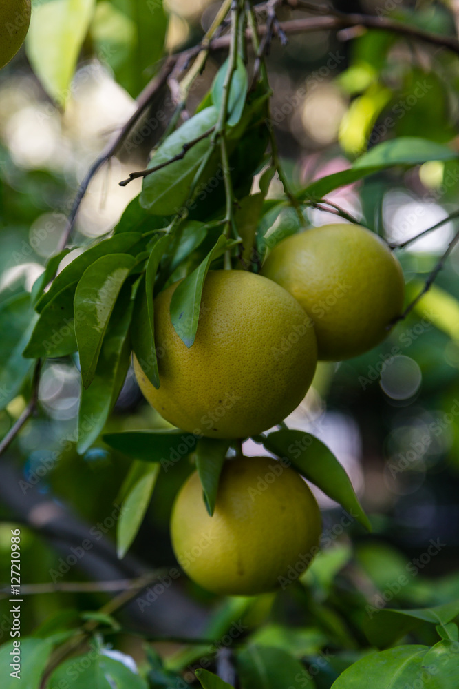 grapefruit on tree branch