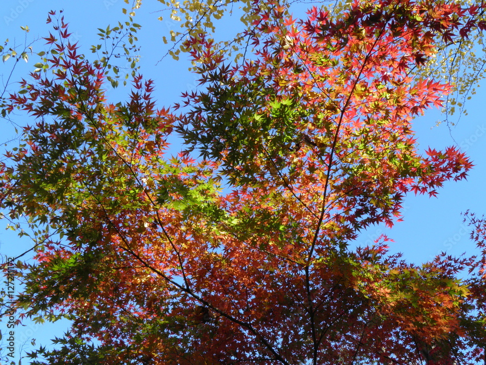 beautiful fall colours