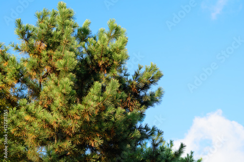 Pine tree with blue sky  on sunny day