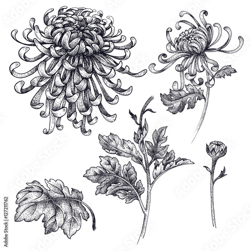 Print op canvas Japanese chrysanthemum flowers on a white background.