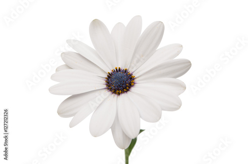 Fototapeta Naklejka Na Ścianę i Meble -  Osteosperumum Flower Daisy