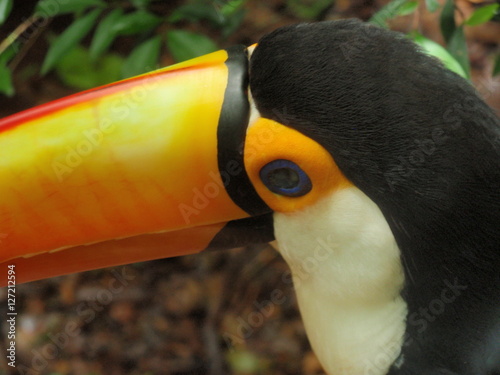 Toucan head