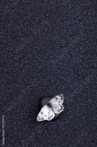 Photography A garden butterfly in a zen garden with a black sand