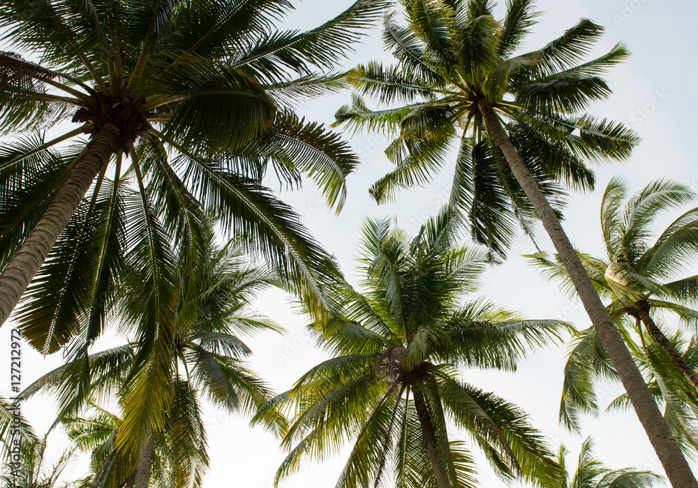 Coconut trees