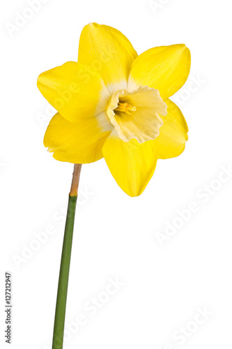 Single flower of a reverse-bicolor daffodil cultivar isolated