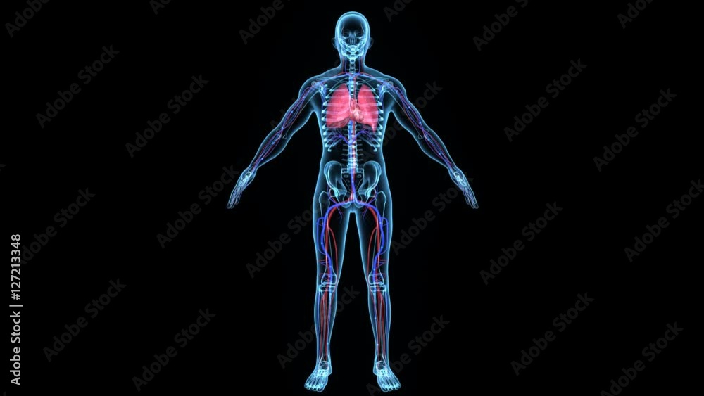 DeOxygenated blood DeOxygenated blood