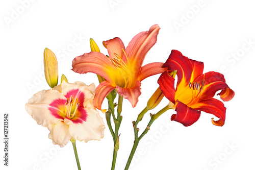 Three different daylily flowers isolated photo