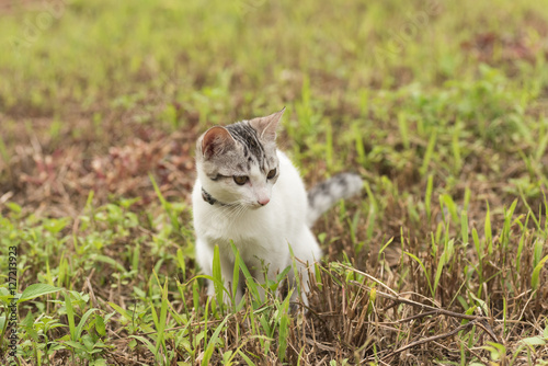 cat walk and play