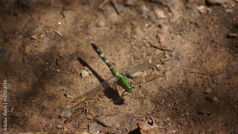 Green dragonfly resting on the ground. Green dragonfly resting on the ground.