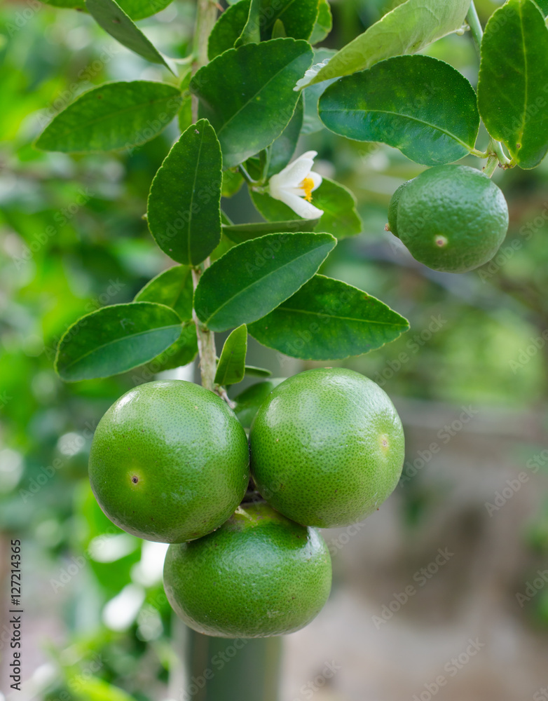 Fresh lime at the tree.