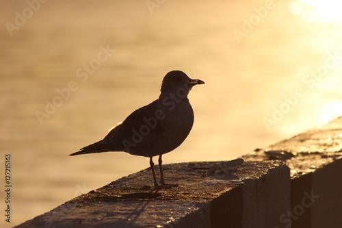 gull on granite railing waterfront at sunset.