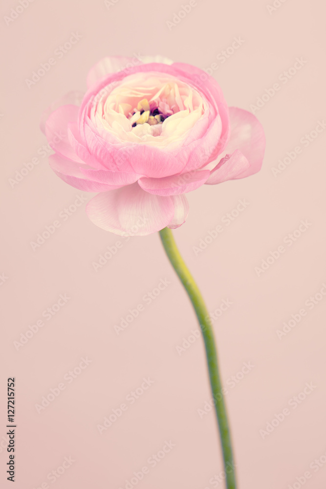 Single beautiful pastel pink persian buttercup Single beautiful pastel pink persian buttercup