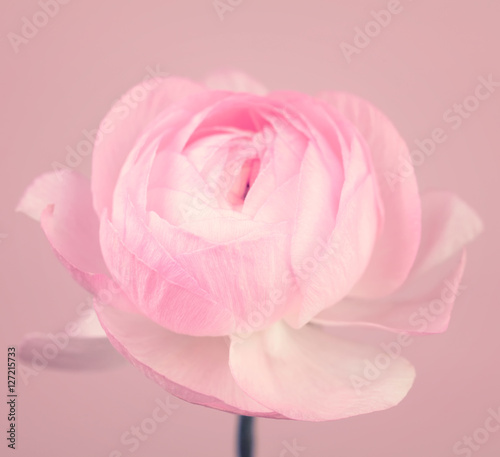 Close up of beautiful soft pink ranunculus flower