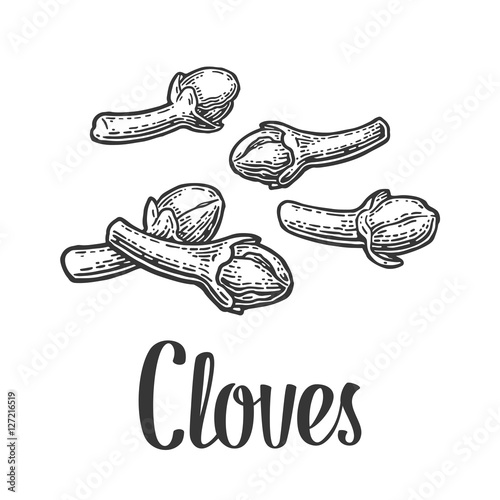 Cloves. Vector black vintage engraved