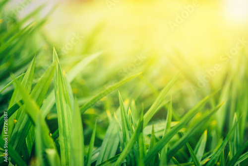 Background of fresh green grass in sunshine,selective focus.