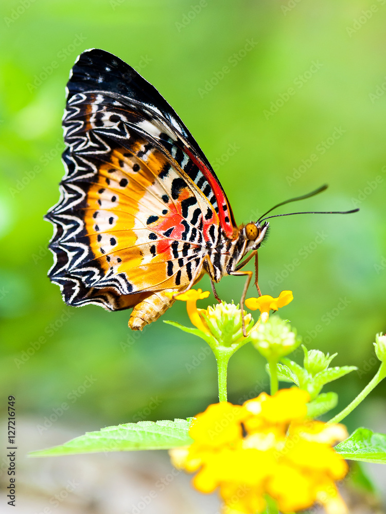 Obraz premium Butterfly