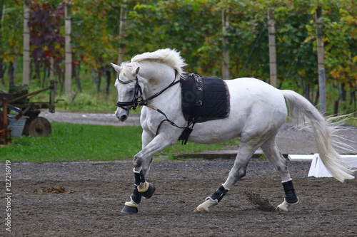White horse with saddle gallopping in front of a vineyard in the fall