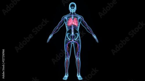 Oxygenated blood  4K