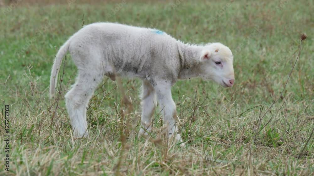 lamb grazing in a meadow in the mountains lamb grazing in a meadow in the mountains