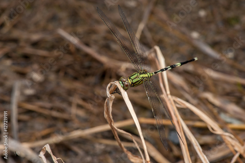 Green Marsh Hawk dragonfly, Orthetrum sabina (Order: Odonata, Family: Libellulidae) on a weed