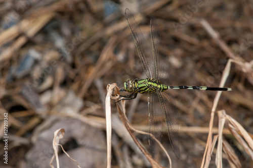 Green Marsh Hawk dragonfly, Orthetrum sabina (Order: Odonata, Family: Libellulidae) on a weed