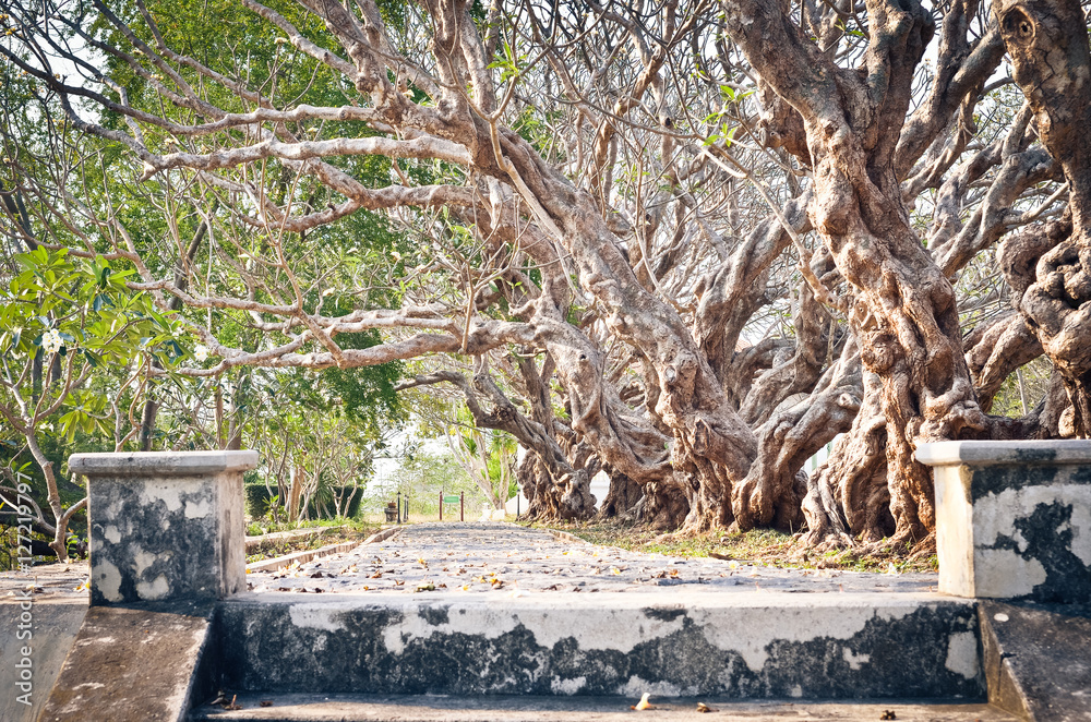 Fototapeta premium Walkway under plumeria tree. Toned vintage effect