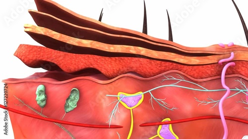 Skin Anatomy